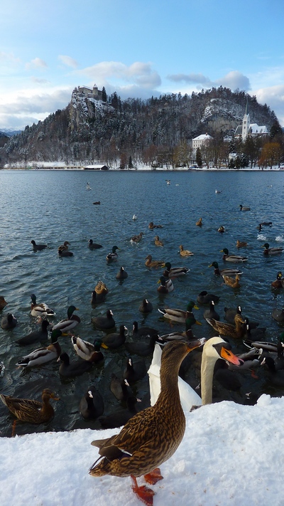 Bled, Slovenia, snow, ducks, swans, winter