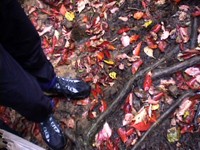 Cartwheel's feet admiring the wet multicolored leaves in the Great Smokey National Park. 