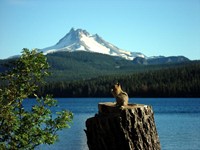 Squirrel enjoying the view of Mt. Jefferson and Ollalie Lake. 